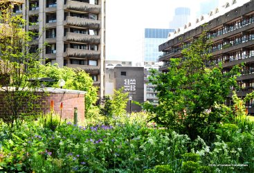 Beech Garden Barbican